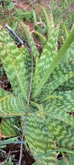 Aloe