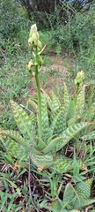 Aloe