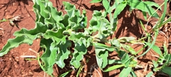 Pedaliaceae