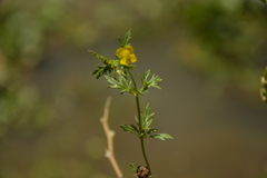 Scoparia montevidensis