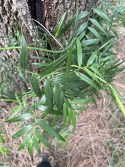 Geitonoplesium cymosum