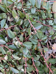 Cotoneaster dammeri