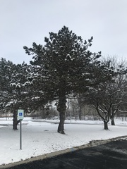 Pinus resinosa