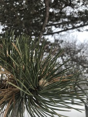 Pinus resinosa