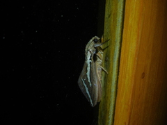 Abantiades latipennis