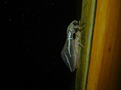 Abantiades latipennis