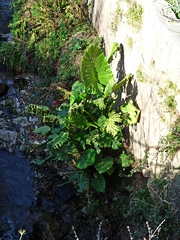 Alocasia macrorrhizos