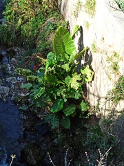 Alocasia macrorrhizos