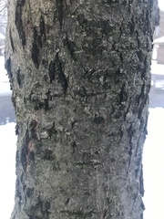 Acer rubrum
