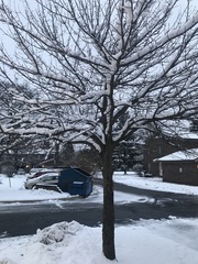 Acer rubrum