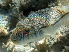 Torquigener pleurogramma