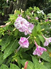 Mirabilis jalapa
