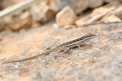 Pristurus sokotranus