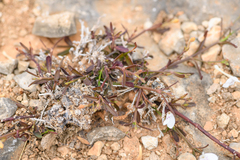 Rhinacanthus scoparius image