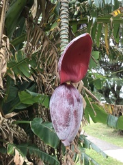 Musa balbisiana