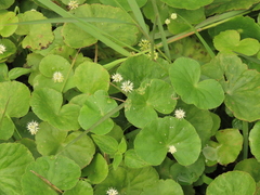 Hydrocotyle leucocephala