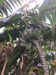 Musa balbisiana