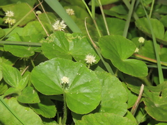 Hydrocotyle leucocephala