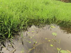 Hydrocotyle leucocephala