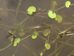 Hydrocotyle leucocephala