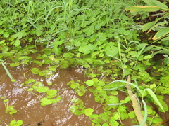 Hydrocotyle leucocephala