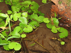 Hydrocotyle leucocephala
