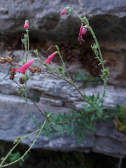Penstemon baccharifolius