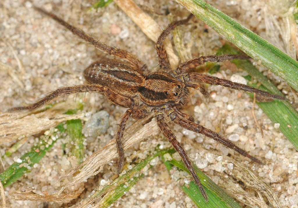 Common Fox Spider from Wahlstorf, 19386 Gehlsbach, Deutschland on April ...