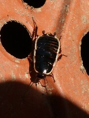 Loboptera decipiens