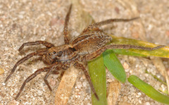 Alopecosa pulverulenta