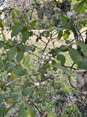 Azara serrata