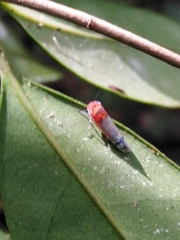 Cicadellini