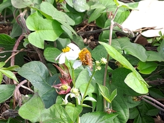 Phalerimeris phalerata