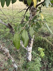 Azara serrata