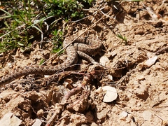 Vipera ursinii