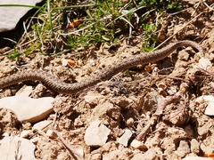 Vipera ursinii