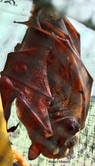 Styloctenium wallacei