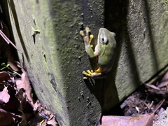 Zhangixalus taipeianus