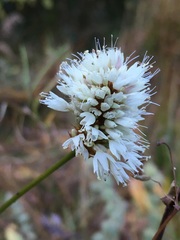 Bistorta bistortoides