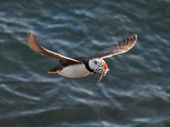 Fratercula corniculata