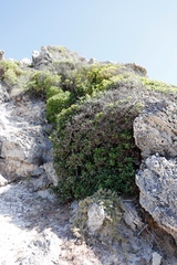 Sideroxylon inerme inerme