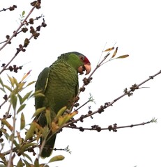 Amazona viridigenalis