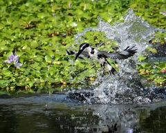 Ceryle rudis travancoreensis