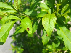 Cheilomenes sexmaculata