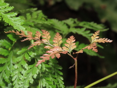 Davallia trichomanoides