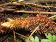 Davallia trichomanoides