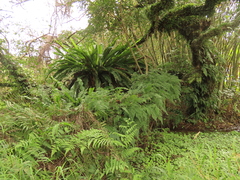 Davallia trichomanoides