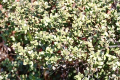 Sideroxylon inerme inerme