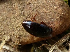 Loboptera canariensis