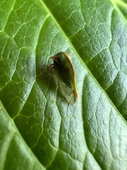 Alchisme rubrocostata